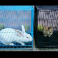 Jual kandang Kucing kelinci Hamster Size M Murah