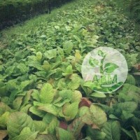10 Bibit Pohon Jati Emas Super Unggul