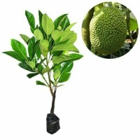 Bibit Buah Nangka Mini Sayur Super Genjah