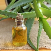 Aloe Vera Oil / Minyak Lidah Buaya (30mL)
