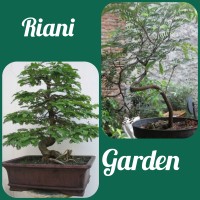 Bibit asem bibit asam bahan bonsai