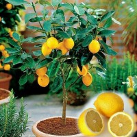 bibit tanaman buah jeruk lemon impor