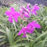 Jual BIBIT TANAMAN ANGGREK TANAH UNGU