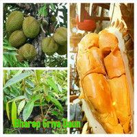 bibit durian menoreh medan asli