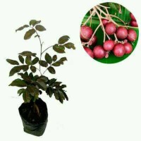 Tanaman bibit buah kelengkeng merah ( red ruby longan l
