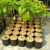 bibit tanaman buah alpukat mentega