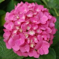 Bibit BIBIT TANAMAN HYDRANGEA FOREVER PINK ( BUNGA HORTENSIA )