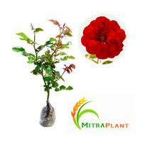 Bibit Tanaman Bunga Mawar Merah - Tanaman Hias Mawar Merah