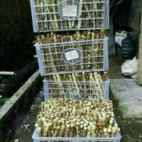 TERLARIS Bibit odot, rumput gajah, pakan ternak bernutrisi tinggi