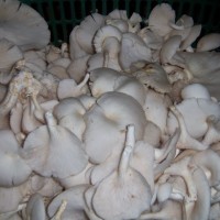 Jamur Tiram Putih Per 100 gram
