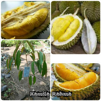 Paket 3 Bibit Durian Musangking-Montong-Tembaga