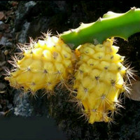 Bibit Buah Naga Kuning Asli 6 Bulan Berbuah