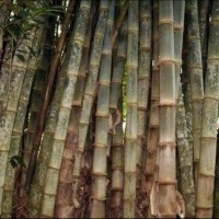 20 Bibit Pohon Bambu Petung Betung KulJar
