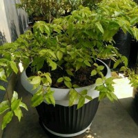 Tanaman Tanaman Anting putri (bahan bonsai)