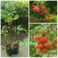 TANAMAN Bibit Rambutan Binjai