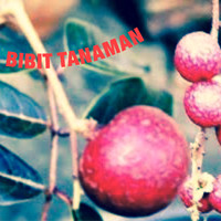 Bibit Tanaman rumah halaman dekorasi KELENGKENG MERAH
