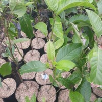 Bibit Bunga Kantil Putih