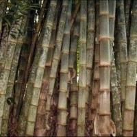 50 Bibit Pohon Bambu Petung / Betung Kuljar