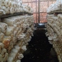 Baglog Jamur Tiram Siap Panen