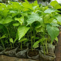 Bibit tanaman cabe rawit putih/cabai rawit putih (10pcs)