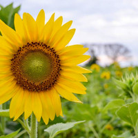 Bibit tanaman bunga matahari helianthus annuus