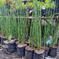 Bibit pohon bambu hias/pohon bambu air