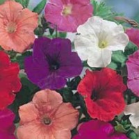 Benih Biji Bibit Bunga Petunia Confetti Mixed F2 Import Uk/Ingggris