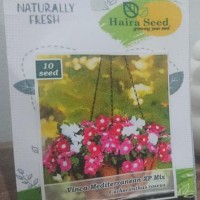 Isi 10 Benih Bibit Biji Bunga Vinca Gantung Mediterania - Haira Seed