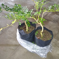 Bibit Bonsai Kawista