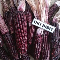 ( 10 Gram ) Benih Jagung Ungu Taiwan