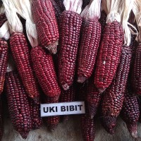 ( 15 Butir ) Benih Jagung Merah