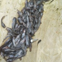 benih ikan lele sangkuriang