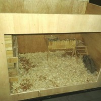 Custom hamster cage kandang hamster
