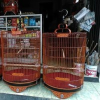 kandang murai baru uk 60