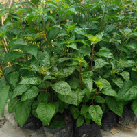 Bibit cabai pelangi/cabe pelangi unggul