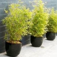 Bibit Tanaman Bambu Kuning Cantik