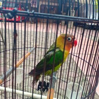 burung lovebird fullset kandang ebod jati