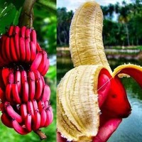 Benih Biji Bibit Pisang Bonsai