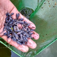 Benih Ikan Lele Sangkuriang