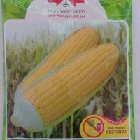 BENIH BIBIT JAGUNG MANIS SECADA F1 PANAH MERAH