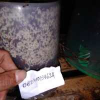 Bibit semut rangrang +1ratu produktif