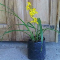 Jual bibit Tanaman Anggrek Cymbidium Kuning (tanaman hidup) Low Price!