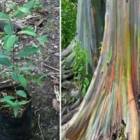 Bibit pohon pelangi/rainbow eucalyptus