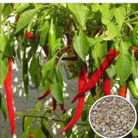 ( 500 Gram ) Benih Cabai Merah Besar