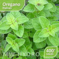 terlaris 400 seed - benih oregano italian (herbs/herbal) - import
