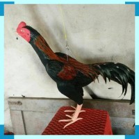 Boneka ayam untuk latih aduan