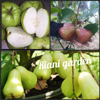 Paket 3 bibit jambu-jambu air madu deli-king rose-dan jambu kristal