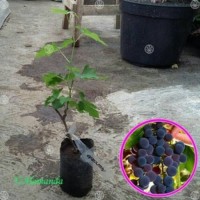New Trend! BIBIT TANAMAN ANGGUR MOSCATO