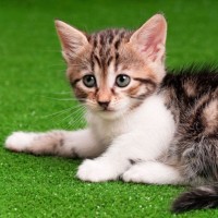 Karpet Artificial Grass 50x100 pet kesayangan alas tidur hewan