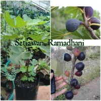 Bibit Tanaman Buah Tin Negron - Negrone